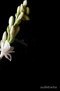 augmented_Polianthes tuberosa flower11_0_3555.jpeg